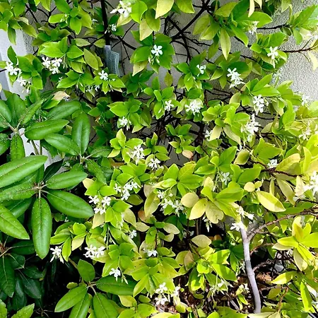 Beau 4 Pieces Dans Coin De Verdure Апартаменты *